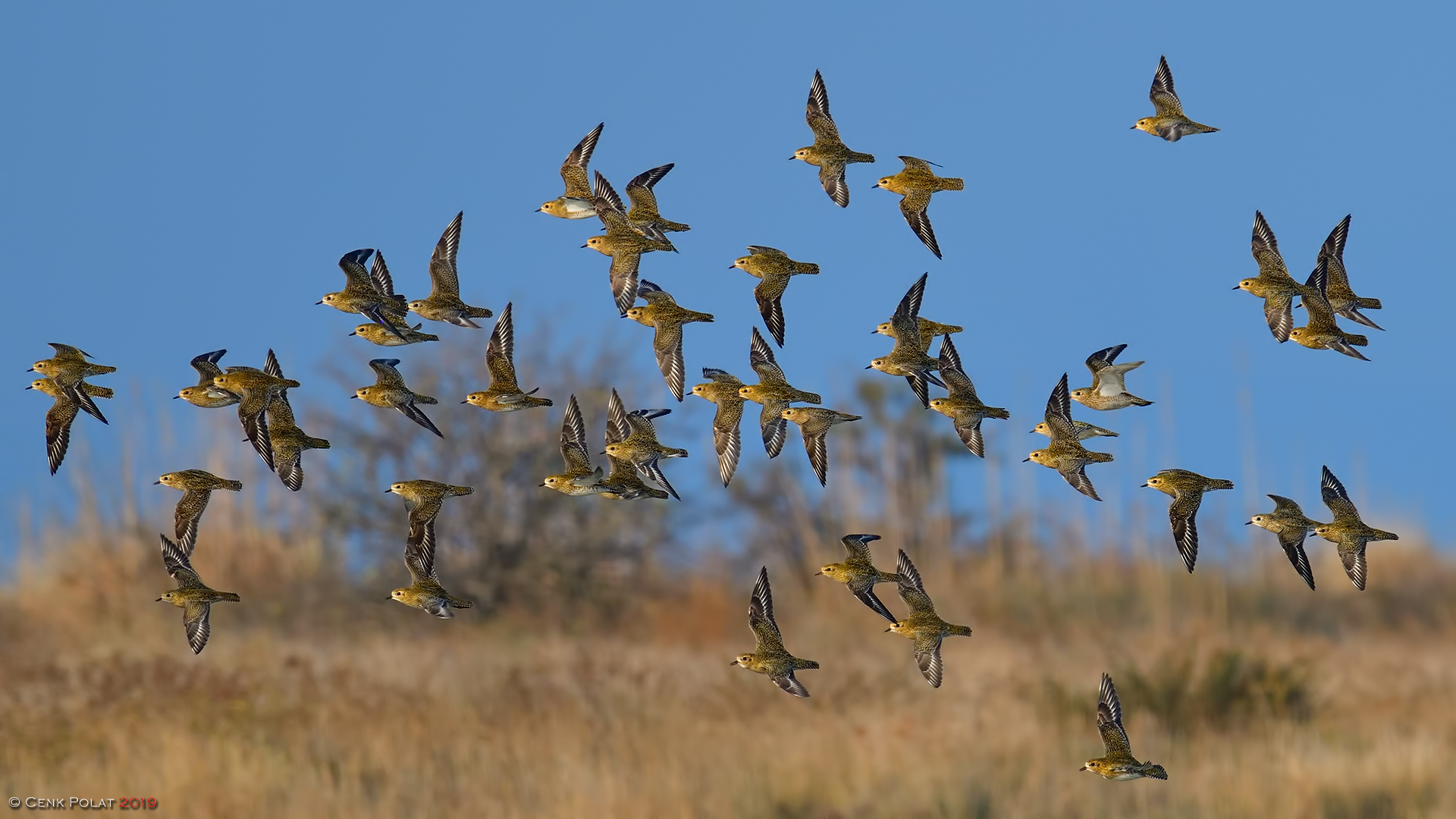 European Golden-Plover